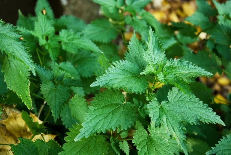 Urtica dioica