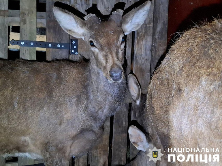 Spotted deer were handed over to the capital zoo