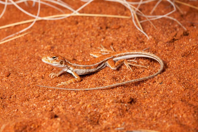 Піщана ящірка Ctenophorus tjakalpa