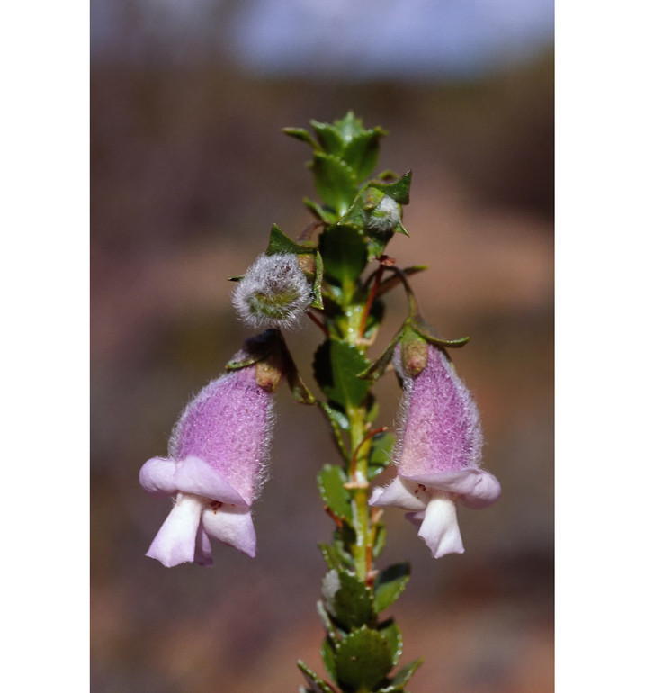 Квітучий чагарник Eremophila saxatilis