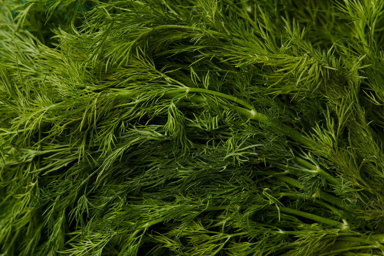 The benefit of dill