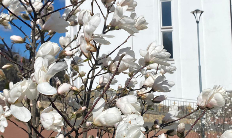 Magnolias bloomed near the Lviv temple