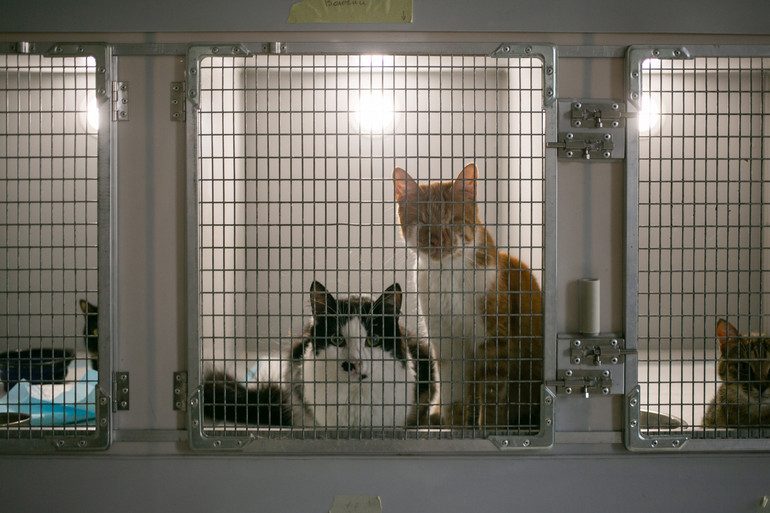 Котики з Безпритульного світу