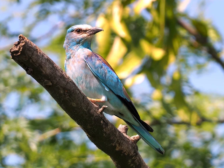 Птахи Донеччини