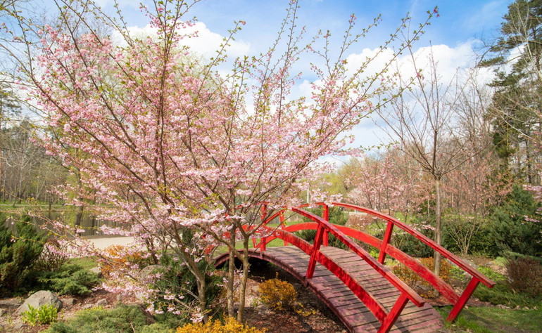 Cherry blossoms bloom in the parks of Kyiv