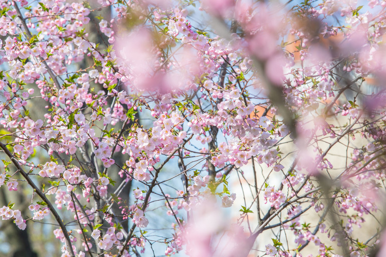 Cherry blossoms