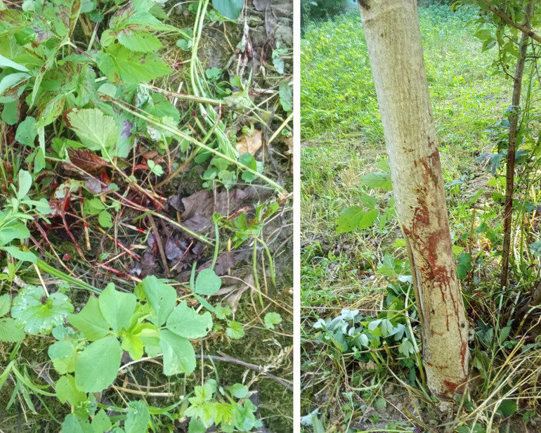 Кров на місці злочину, де, ймовірно, вбили собаку