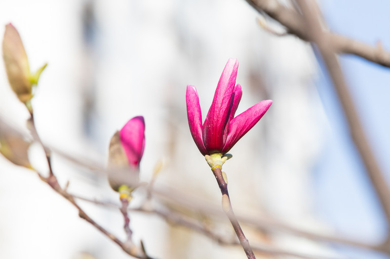 Blooming magnolia