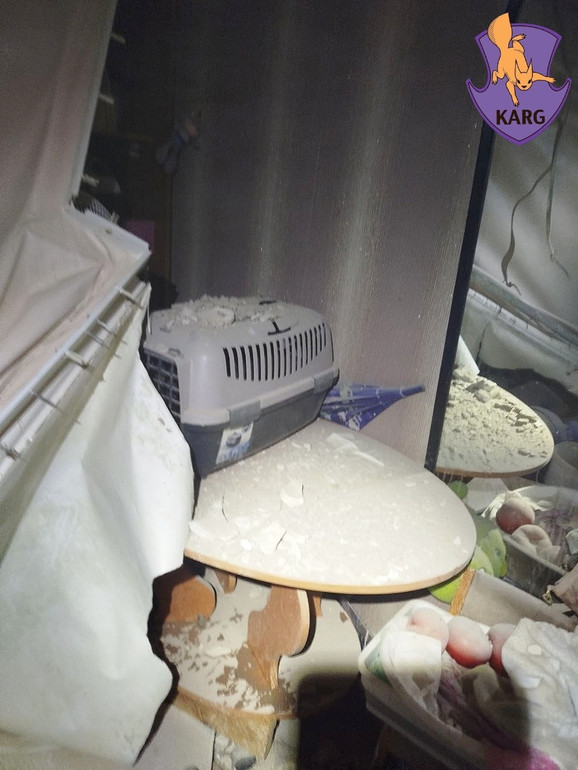 Кіт Жорік чудом врятувався у своїй переносці