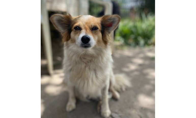 Собачка з Борової