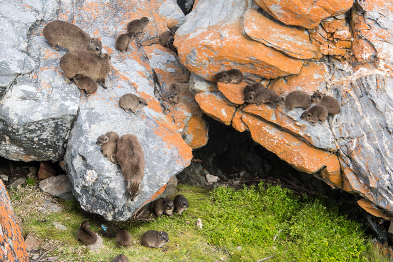 Dassie in Africa