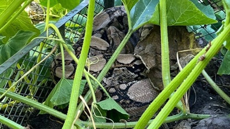 Удав завдовжки 2,5 метри лежав на компостній купі