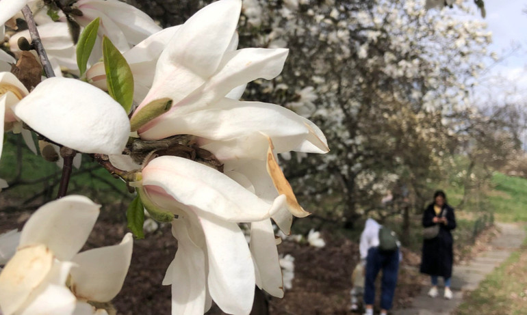 Magnolias in the botanical garden named after Hryshka