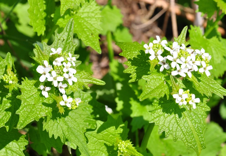 Alliaria petiolata