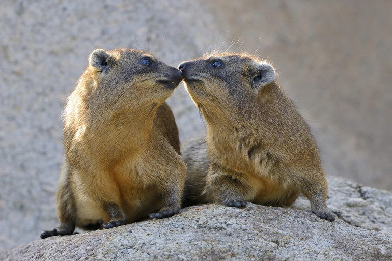 Rock hyraxes kiss