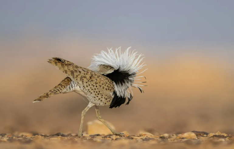 Бронзу отримало фото “Надуті груди”, зроблене ізраїльським фотографом Ченом Ейн-Дором