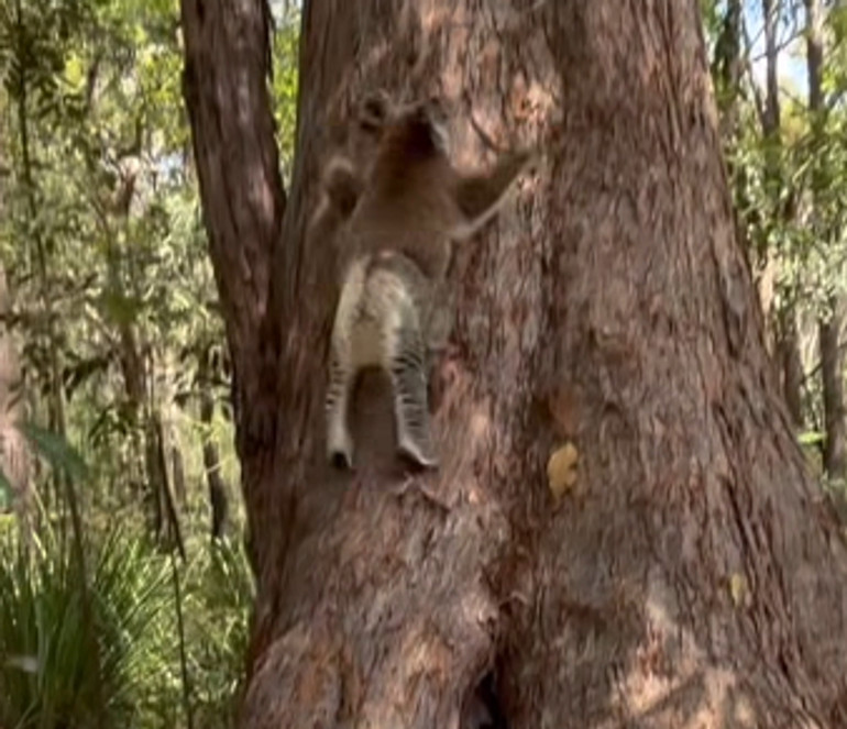 Коала в автобусі