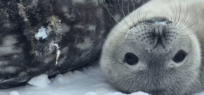 Гості науковців на станції Академік Вернадський