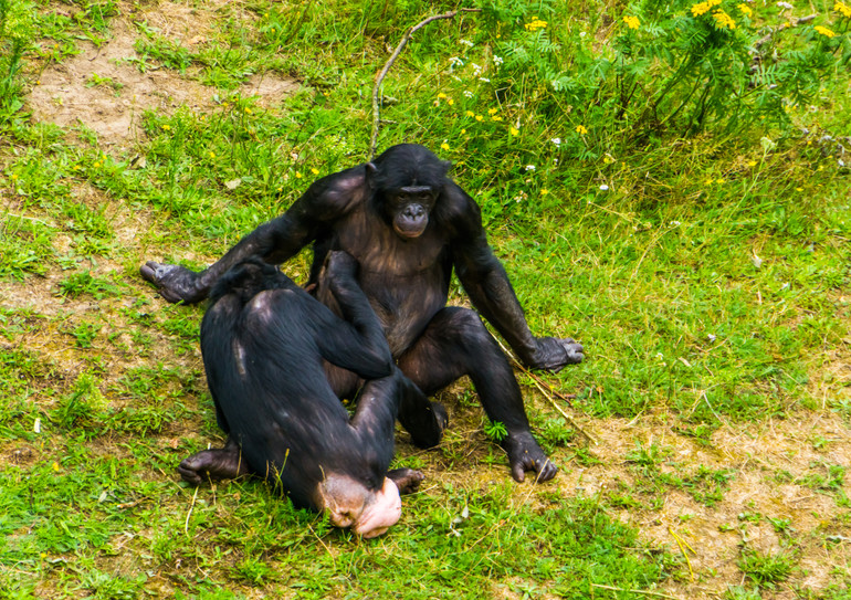 Bonomo monkeys fight