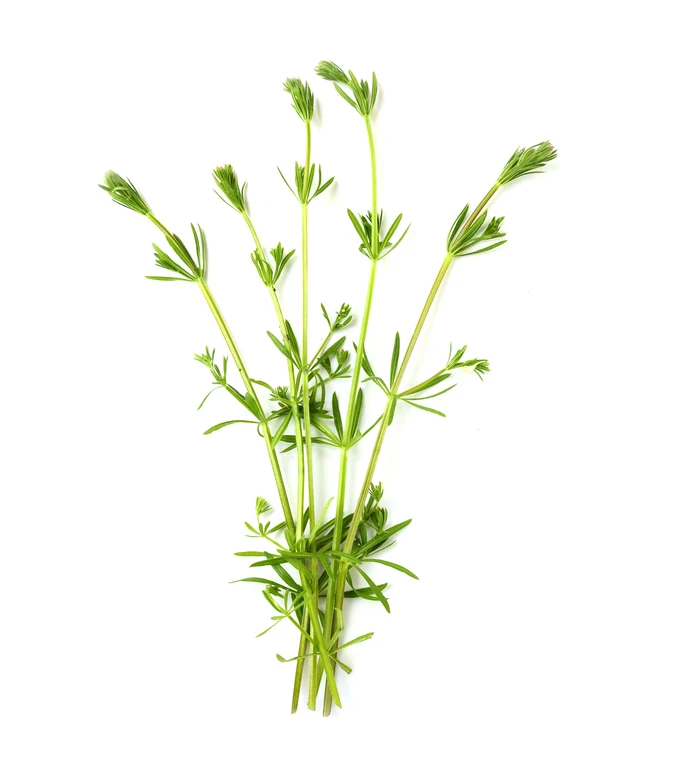 Galium aparine
