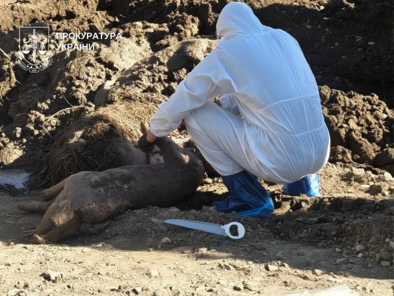 Фермер хотів приховати спалах африканської чуми