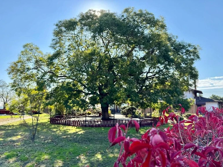 11 місце – софора з України