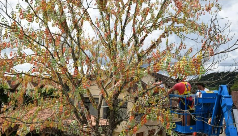 Писанкове дерево у Бразилії