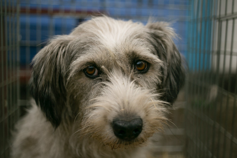 Евакуація тварин волонтерами