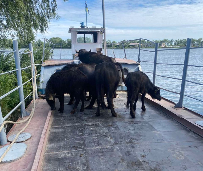 Буйволи на острові у дельті Дунаю