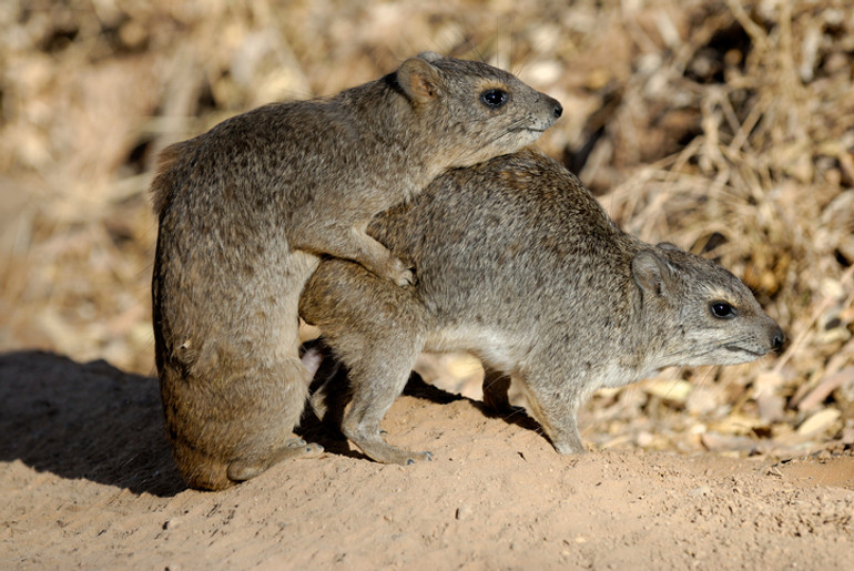 Кущові дамани (bush hyrax)