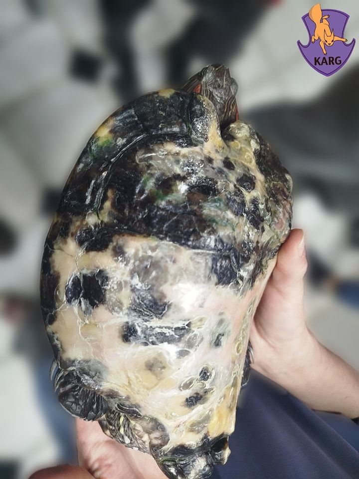 Черепаха з опіками на панцирі