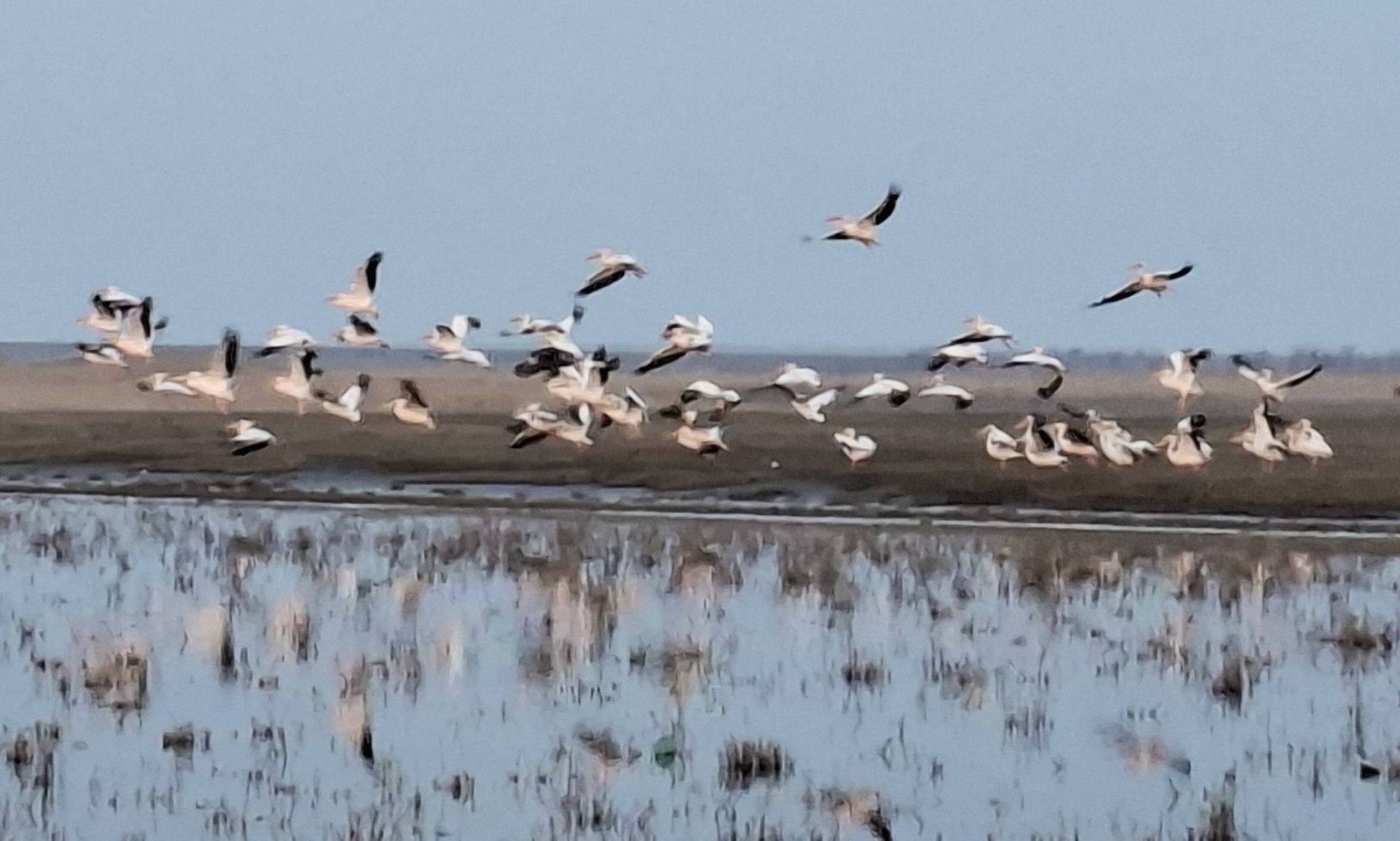 Рожеві пелікани