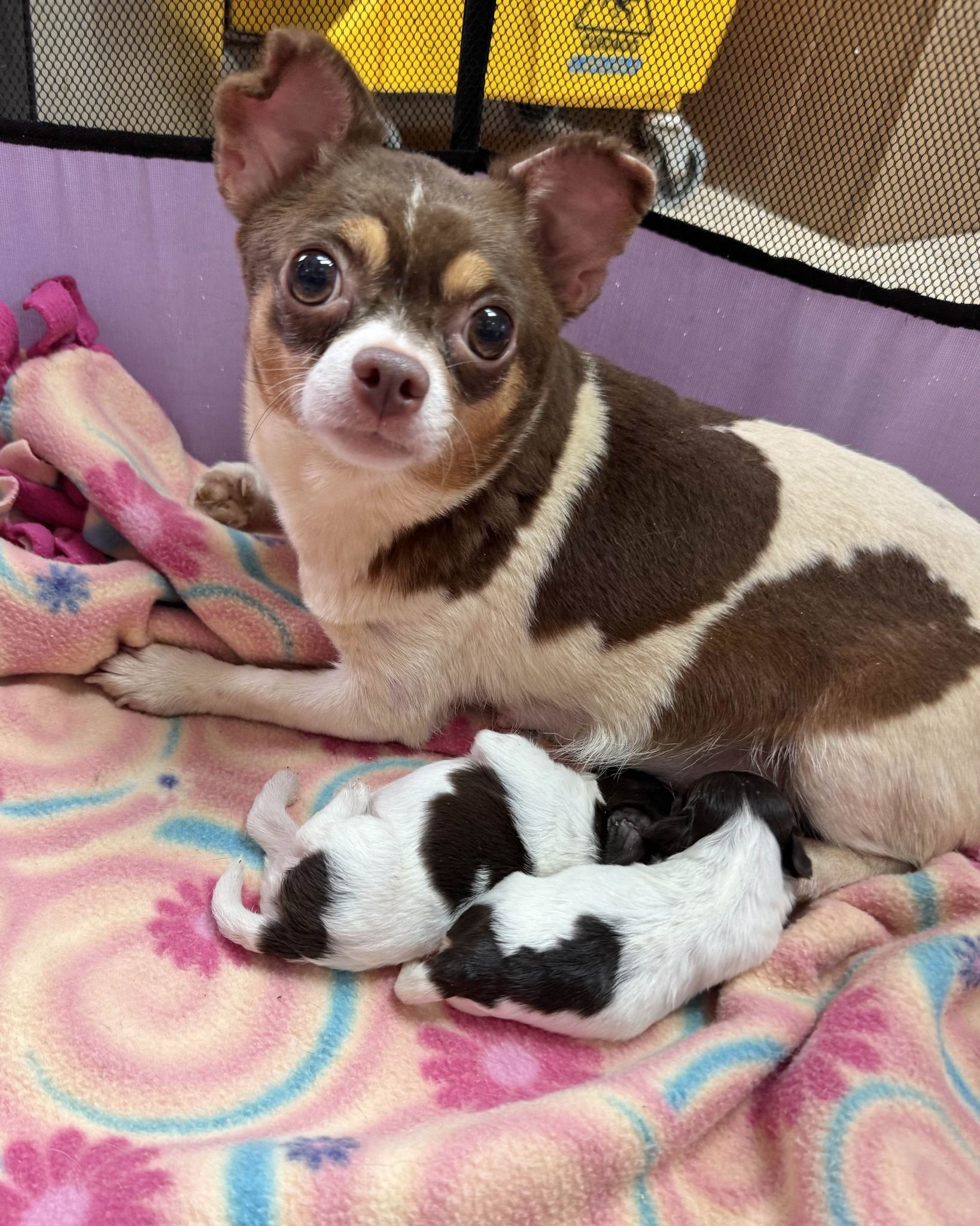 Beding mom dog