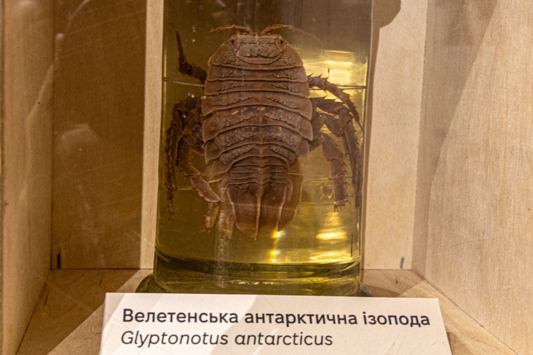 Ізопод