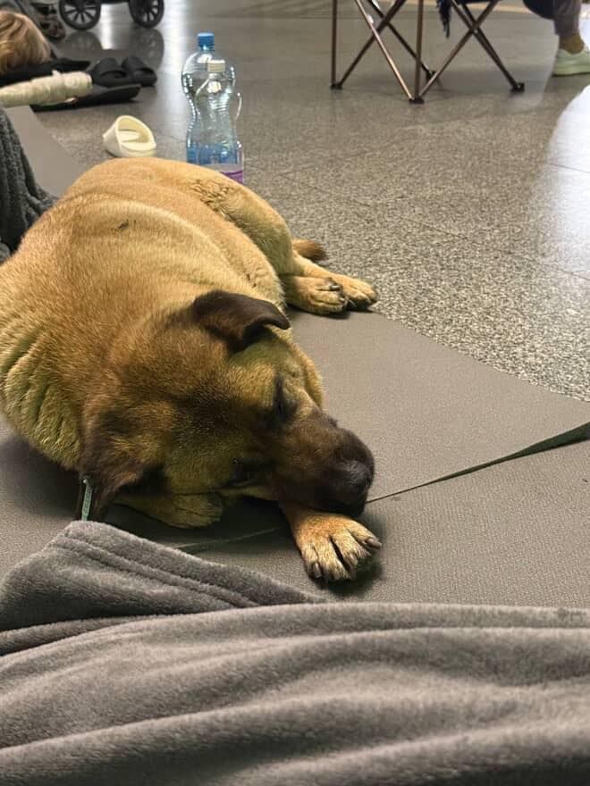 Тварина в метро під час обстрілу