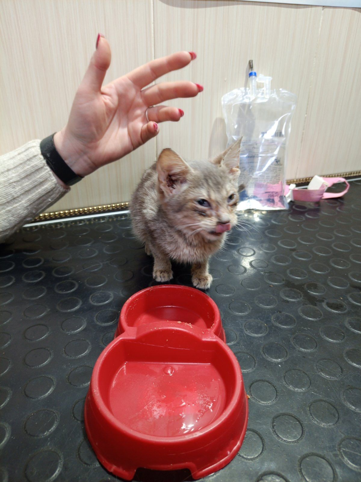 Сіре кошеня