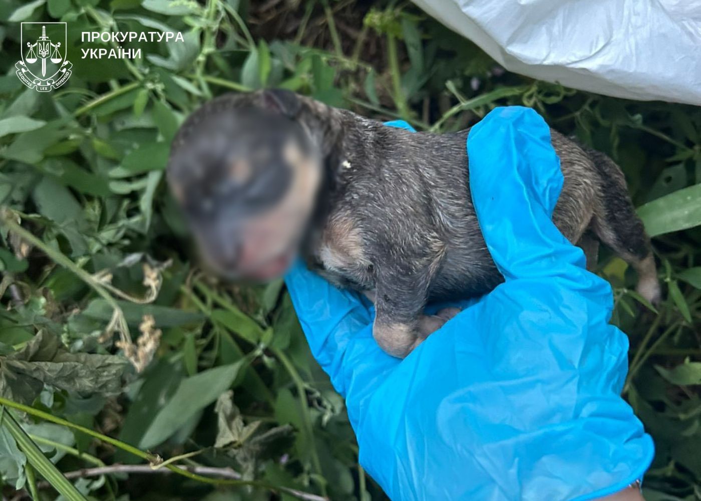 Мертве цуценя