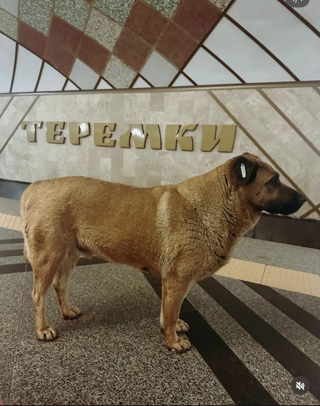 Пес Міша в на станції метро