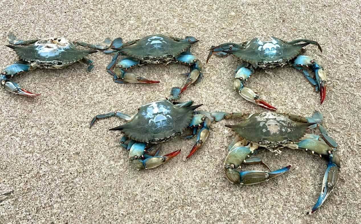 Кілька екзотичних крабів на піску