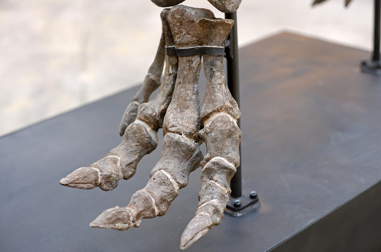 Скелет динозавра Баррі, який висталять на паризькому аукціоні у жовтні. Фото: Chesnot/Getty Images