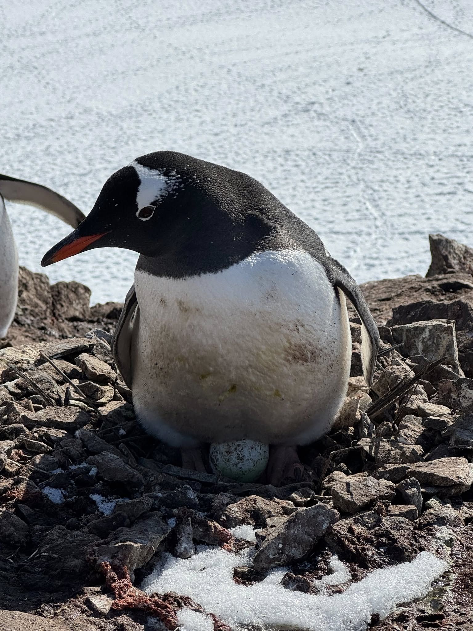 Субантарктичний пінгвін