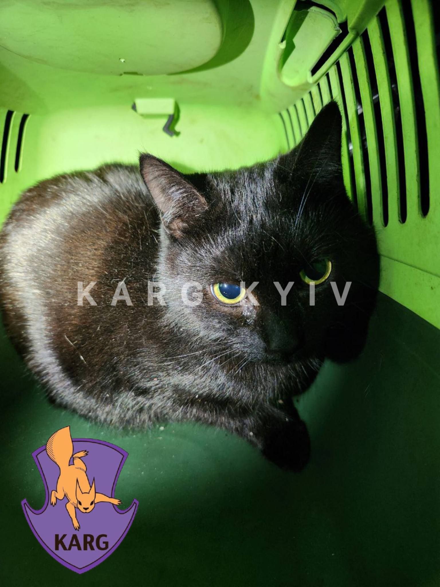 Врятований кіт