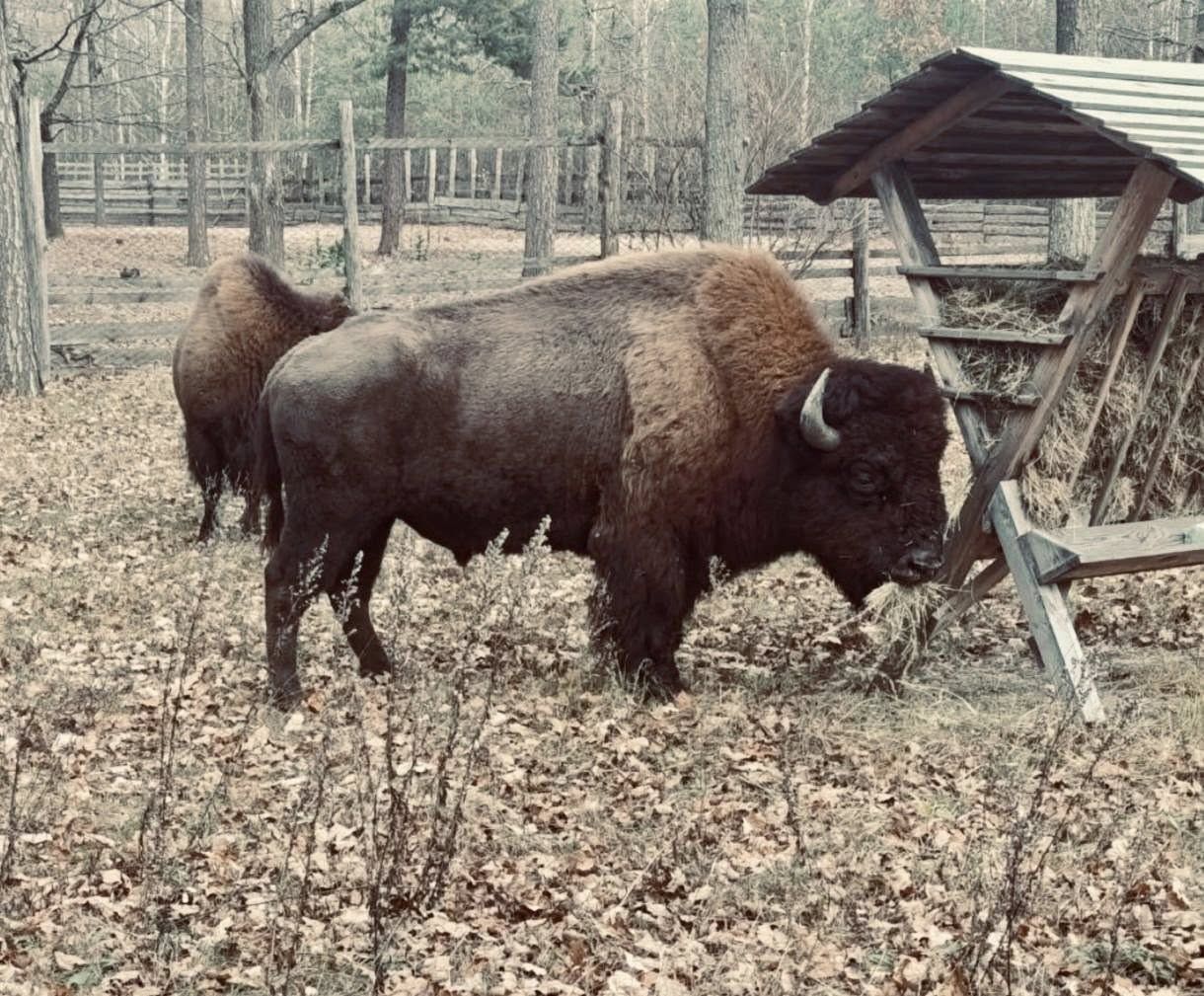Зубри в лісництві