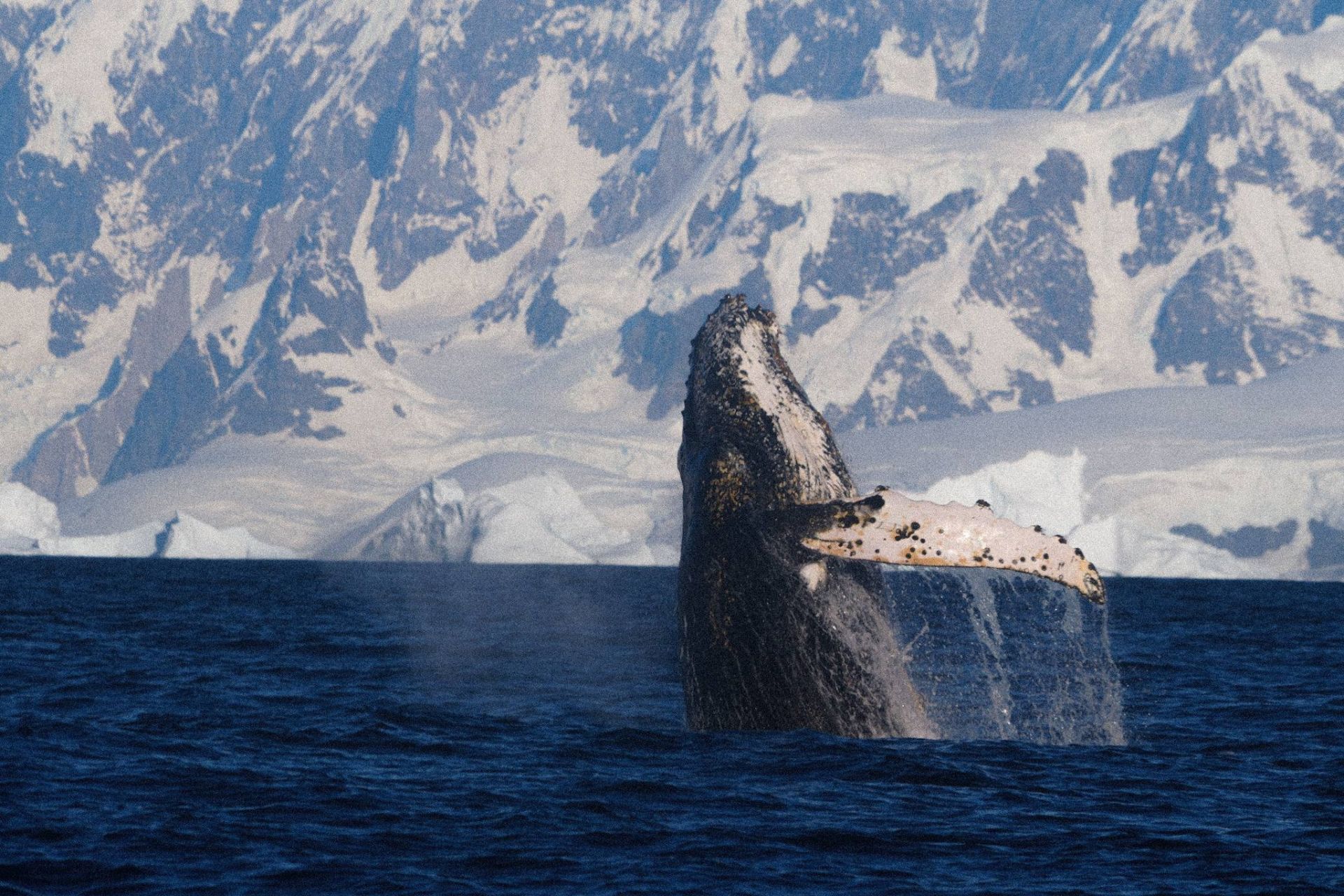 Кит вистрибує з води в Антарктиді