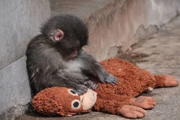 Кадри з самотнім мавпеням підкорили серця тисяч глядачів