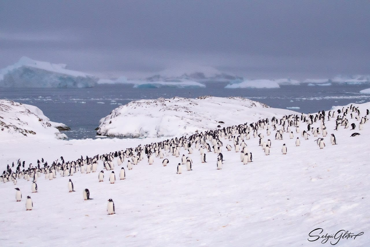 Пінгвіні на льодовому континенті