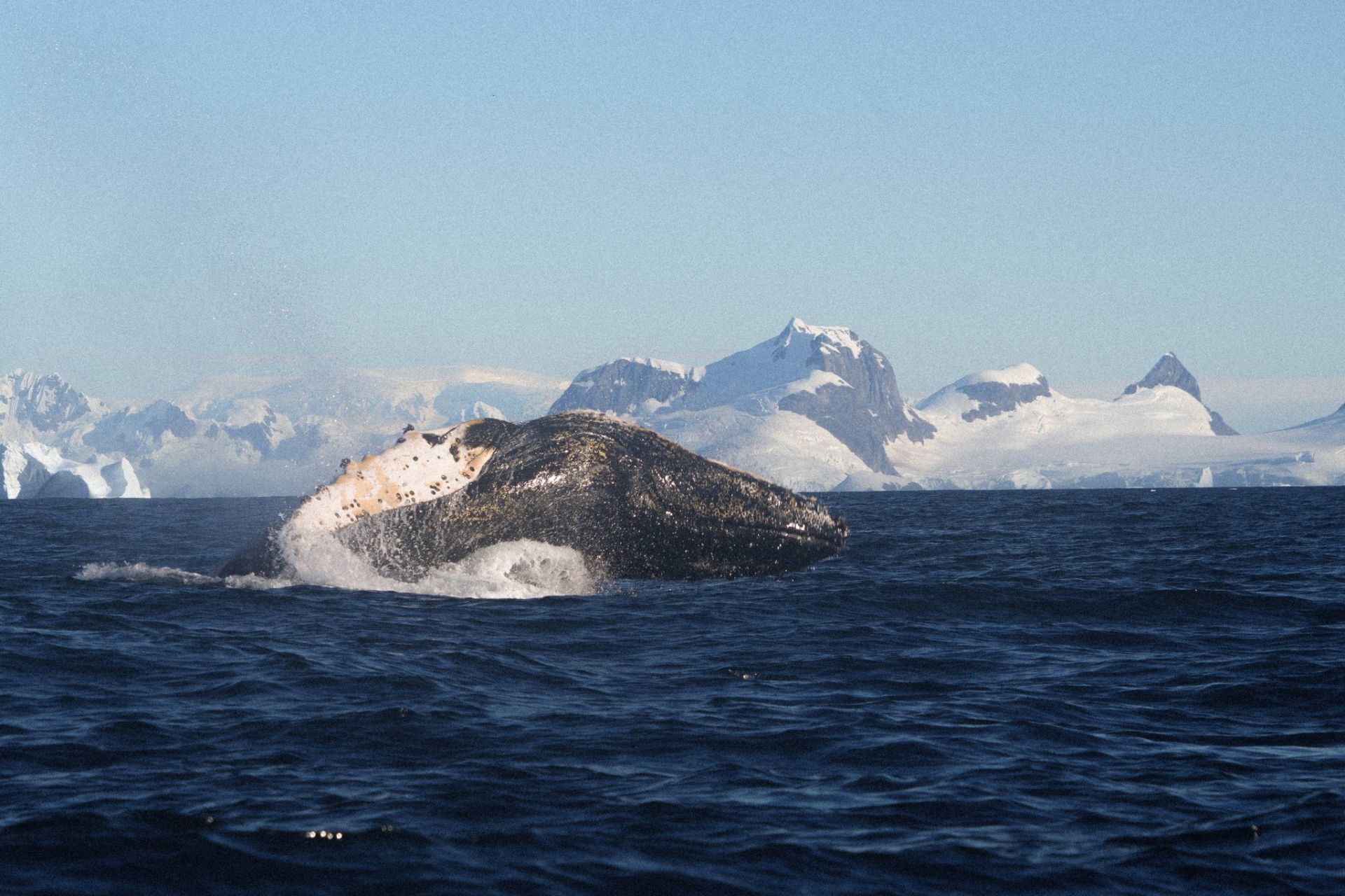 Кит над поверхнею води