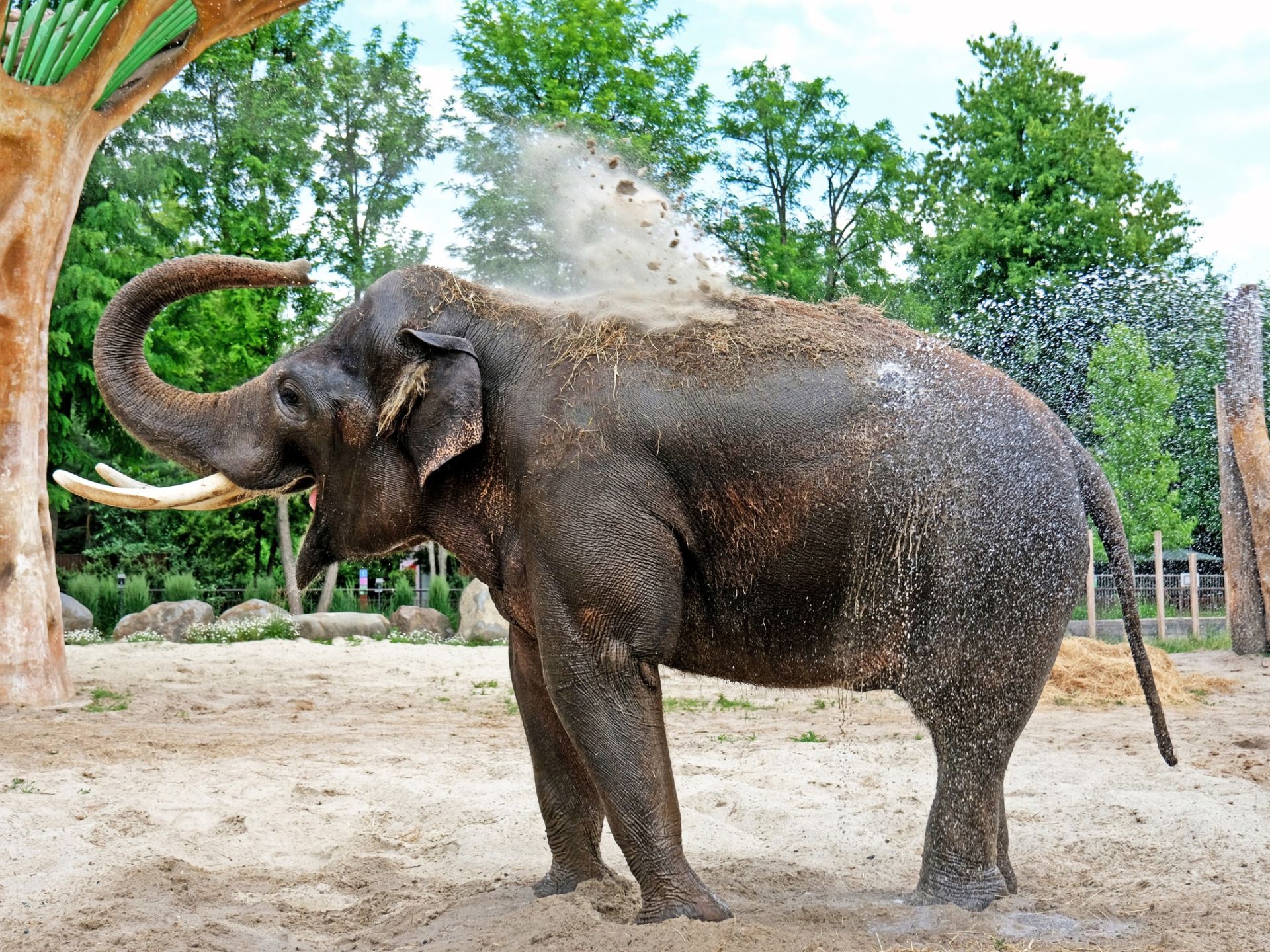 Слон Хорас у Київському зоопарку