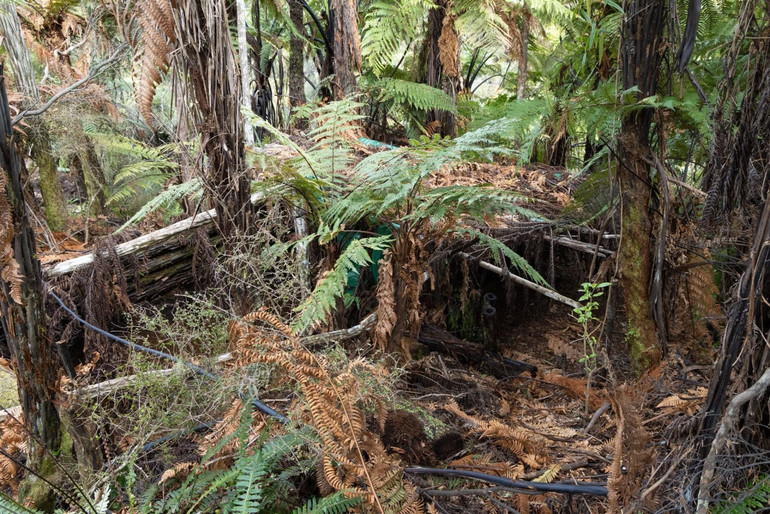 The northern halabuda was low and covered with leaves