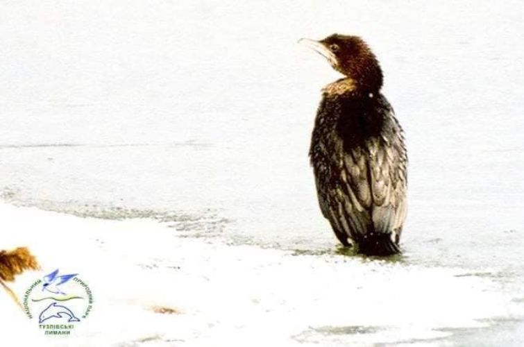 Малий баклан на зимівлі у "Тузлівських лиманах". Фото: Національний природний парк "Тузлівські лимани"/Facebook